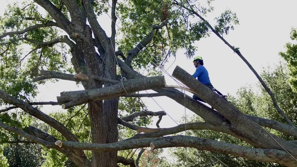 Professional Crown Thinning performed by certified arborists in Pierson